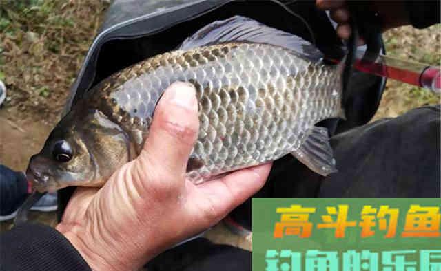 晚秋钓鲫鱼,用蚯蚓、红虫鱼口多 晚秋钓鲫鱼,用蚯蚓、红虫鱼口多