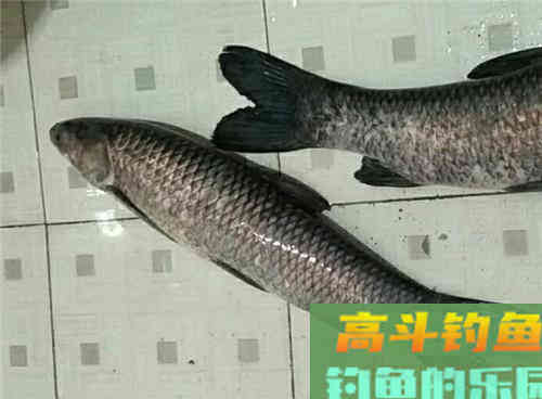 水库常有大青鱼,解析水库野钓青鱼4大技巧 水库常有大青鱼,解析水库野钓青鱼4大技巧