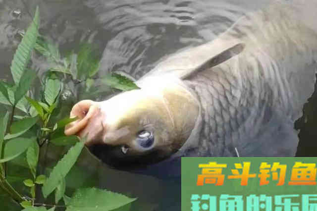 垂钓鲤鱼别再一味用玉米,换用这饵试试 垂钓鲤鱼别再一味用玉米,换用这饵试试