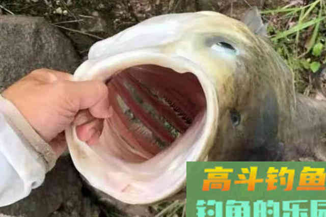 没试过这套鲢鳙钓法，你当然只想用海竿