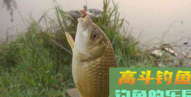 夏天的大板鲫都藏哪去了？要知道下面3个原因