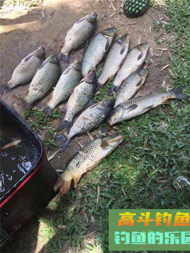 鲤鱼狂口期即将到来，只看一个信号，这样钓爆护概率大