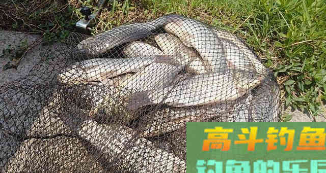 秋钓大鲫鱼，这三招偷偷告诉你，渔获轻松翻倍