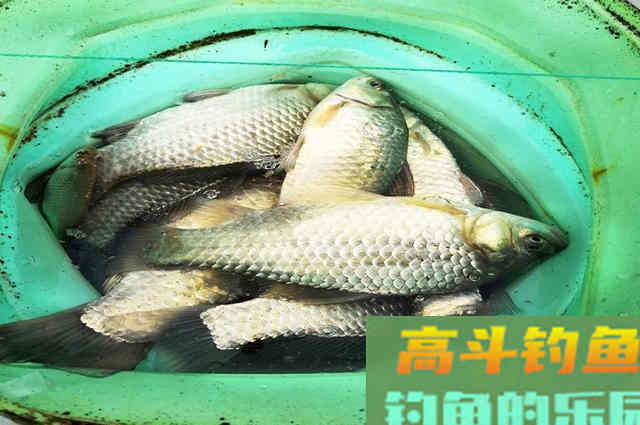 钓不好鲫鱼,是饵料问题? 钓不好鲫鱼,是饵料问题?