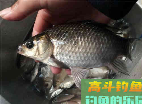 早春如何野钓鲫鱼呢?解析自然水域作钓鲫鱼的2技巧 早春如何野钓鲫鱼呢?解析自然水域作钓鲫鱼的2技巧