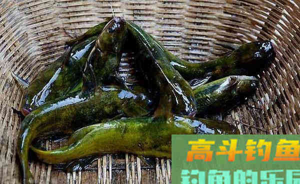 秋季手竿钓黄颡鱼，线组和钓法很关键