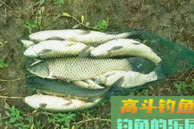 初秋对付草鱼,我就只认这3招 初秋对付草鱼,我就只认这3招