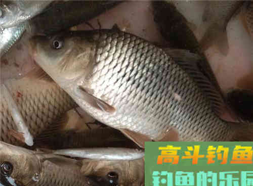 深秋降温还能不能钓到野生鲤鱼?老钓友教你两招,深秋野钓上鲤鱼 深秋降温还能不能钓到野生鲤鱼?老钓友教你两招,深秋野钓上鲤鱼