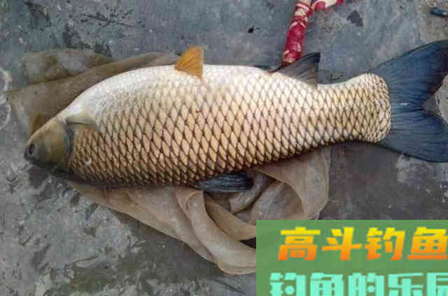 实不相瞒,草鱼按我这套方法钓,鱼竿瞬间被拉弯 实不相瞒,草鱼按我这套方法钓,鱼竿瞬间被拉弯