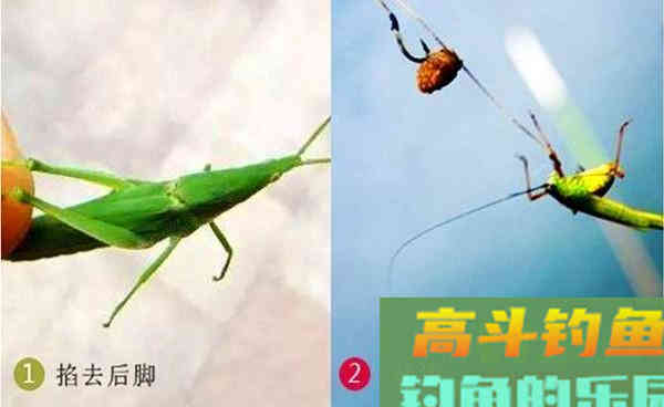 深秋手竿钓草鱼，关键在于用饵对了口，大草鱼也能连竿