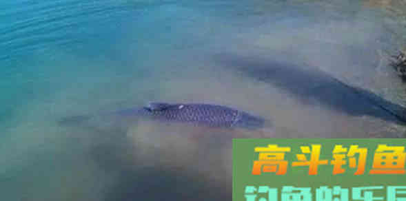 都说春季的浮头鲫,是看得着打不中 都说春季的浮头鲫,是看得着打不中