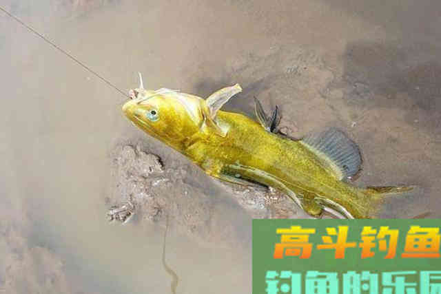 钓黄颡鱼还没到时候？老司机立马解锁新玩法