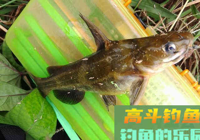 摘钩时被黄辣丁刺伤，指头被截险丧命，详解正确摘鱼方法