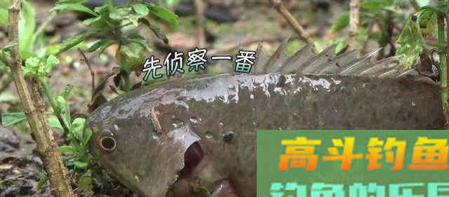 这种小型鲫鱼，能够上岸行走，为什么惹广东钓友厌恶