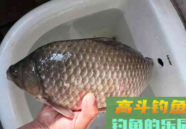 谁说冬季钓鱼必须钓深?这种几十公分的浅滩照样能上大鲫鱼 谁说冬季钓鱼必须钓深?这种几十公分的浅滩照样能上大鲫鱼