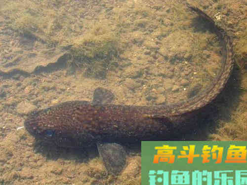 山鲶鱼的习性，垂钓需要注意的事项等
