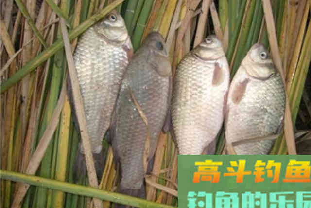 冬天太冷，大板鲫总不上钩，无奈之下只好用这钓法