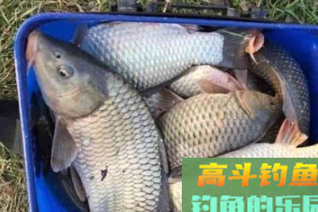 这鲤鱼钓法不是一般的好用
