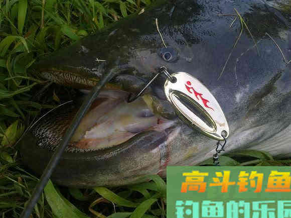 鲶鱼是否也适合路亚钓法？路亚鲶鱼掌握这4点很重要