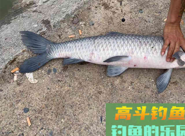 黑坑钓青鱼都在用这种珠珠假饵为何比真饵还受欢迎 黑坑钓青鱼都在用这种珠珠假饵为何比真饵还受欢迎