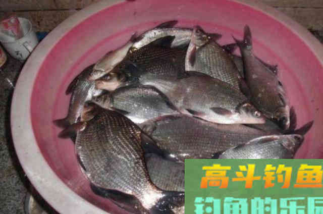六月前,鳊鱼只要按我说的钓,天气再热也能狂拉不断 六月前,鳊鱼只要按我说的钓,天气再热也能狂拉不断