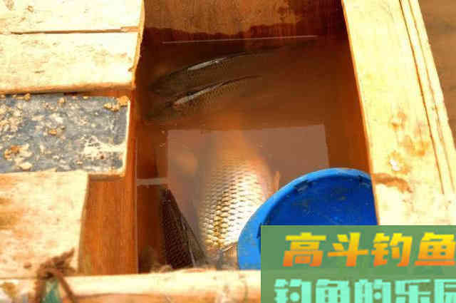 洛鲤伊鲂，贵于牛羊，钓黄河鲤是一种怎样的感受