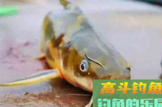秋天野钓黄刺鱼，需要钓友们牢牢记住的一些钓法
