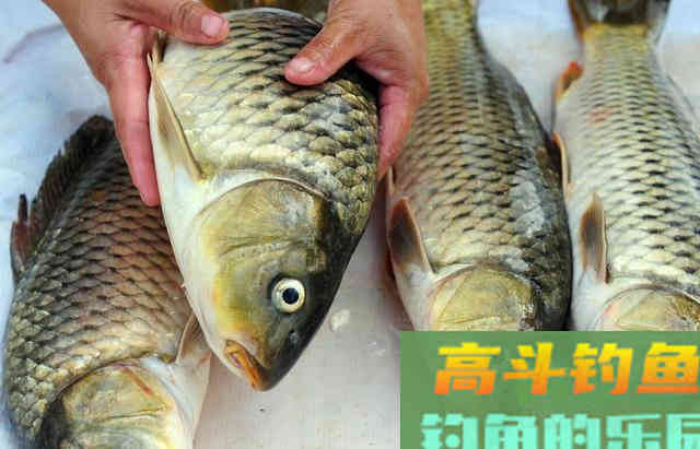 野外草鱼终会被钓灭绝，特效钓法，正在被钓友所利用
