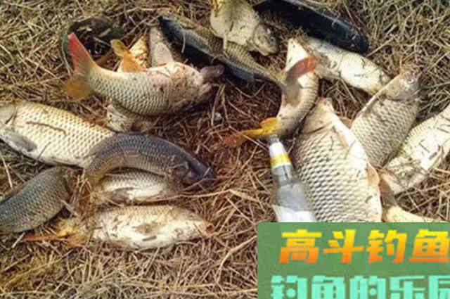 鲤鱼&ldquo;狡猾&rdquo;不好钓？试试我这么做