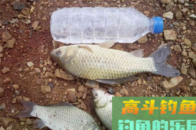 钓了半天都不见板鲫咬钩?那是你没找到这3个地方 钓了半天都不见板鲫咬钩?那是你没找到这3个地方