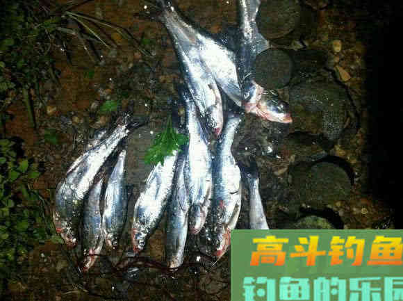 介绍一种万峰湖当地人钓翘嘴鱼的独特方法 介绍一种万峰湖当地人钓翘嘴鱼的独特方法