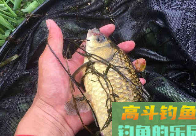 拉饵抽窝钓鲫鱼反被杂鱼烦死?注意一个小细节就可能连杆 拉饵抽窝钓鲫鱼反被杂鱼烦死?注意一个小细节就可能连杆