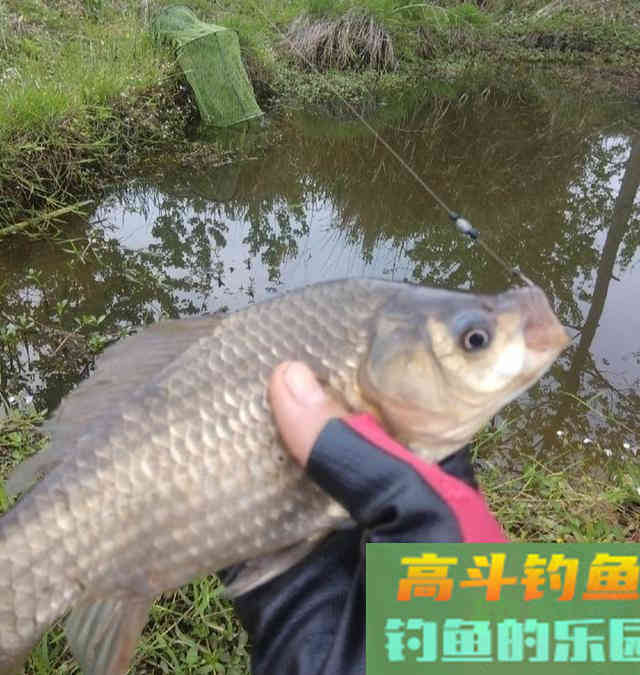 初夏，用长竿短线野钓鲫鱼，钓获一盆30多条大板鲫鱼
