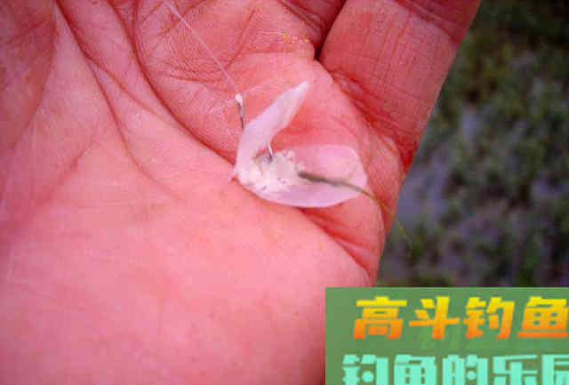为什么土鲫鱼这么受到钓鱼人的青睐？