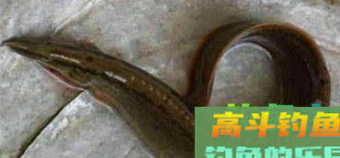 如今100多块一斤刀鳅，要如何钓，钓刀鳅技巧