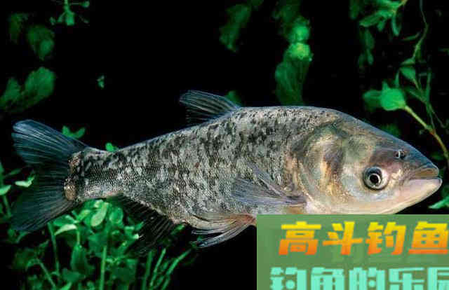 钓鲢鳙为什么老是锚鱼？我来告诉你真相