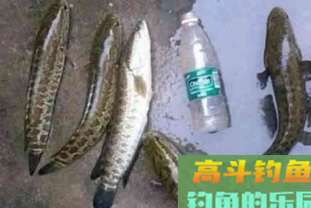 换用这几招来对付黑鱼,三天两头就想钓 换用这几招来对付黑鱼,三天两头就想钓