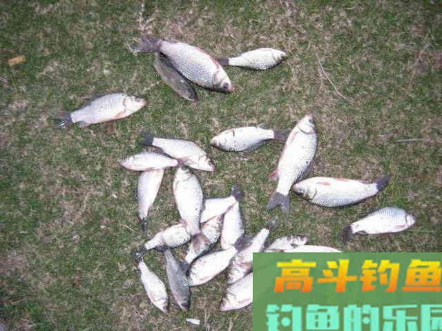 当这些迹象出现,说明鲫鱼进窝了 当这些迹象出现,说明鲫鱼进窝了