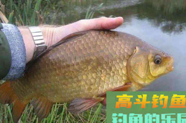 打窝后大板鲫就不吃钩了?因为高手从不说这3招 打窝后大板鲫就不吃钩了?因为高手从不说这3招