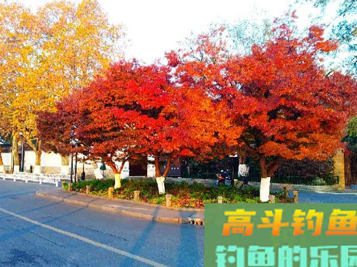 冬钓鲫鱼气温、温差与风力的影响,和鲫鱼的种种表现 冬钓鲫鱼气温、温差与风力的影响,和鲫鱼的种种表现