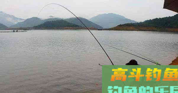冬季怎样才能钓到草鱼?五个技巧可以讲清楚 冬季怎样才能钓到草鱼?五个技巧可以讲清楚