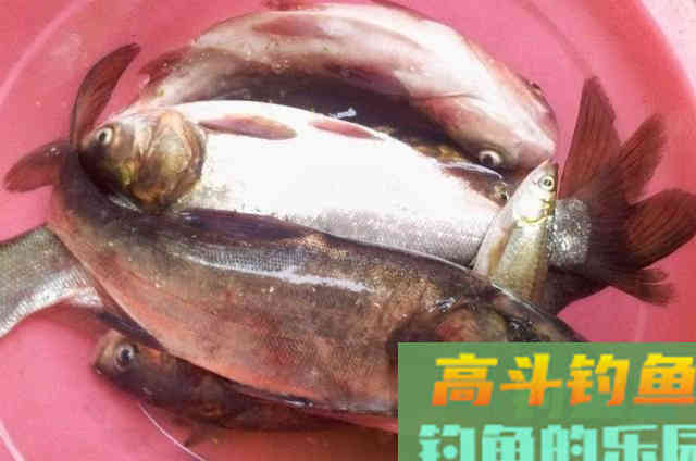用这3大战术钓鲢鳙,线组钓位窝饵调整 用这3大战术钓鲢鳙,线组钓位窝饵调整
