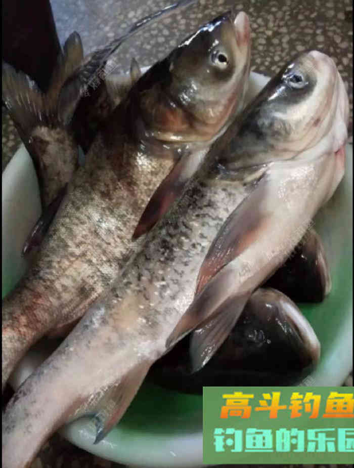 浅谈手竿钓鲢鳙，钓友们需要掌握的5个技巧