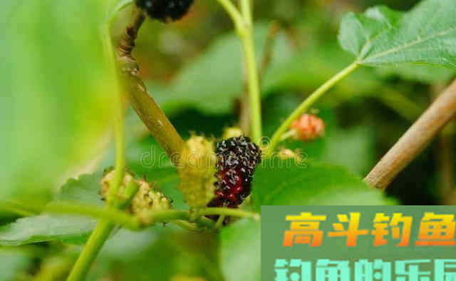 野钓：为什么鲤鱼比较难钓