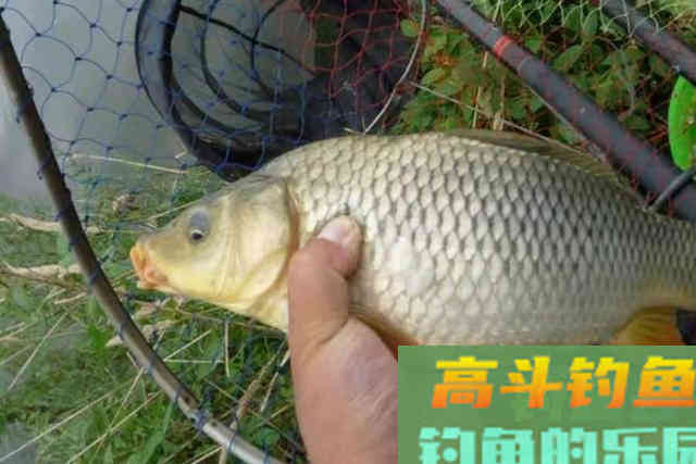 自从用了这方法来对付鲤鱼，竿子瞬间被拉弯