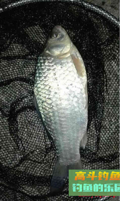 冬季怎么夜钓鲫鱼？钓鱼高手教你