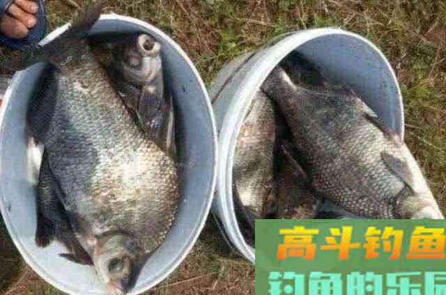 立秋前后，万万不可忽视这种鳊鱼钓法