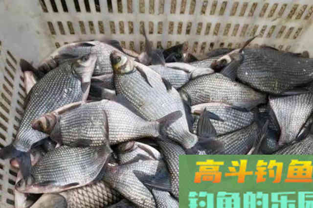 鳊鱼好钓有诀窍,教你一种特色钓法 鳊鱼好钓有诀窍,教你一种特色钓法