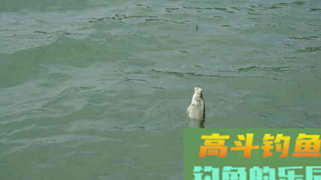 都说春季的浮头鲫,是看得着打不中 都说春季的浮头鲫,是看得着打不中