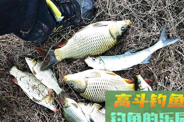冬季降温后钓鲫鱼,为什么不建议钓钝,只因这5点 冬季降温后钓鲫鱼,为什么不建议钓钝,只因这5点